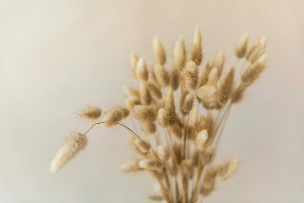 pexels-photo-8903265-8903265 Elegant soft focus image of Lagurus Ovatus, also known as Bunny Tail Grass.